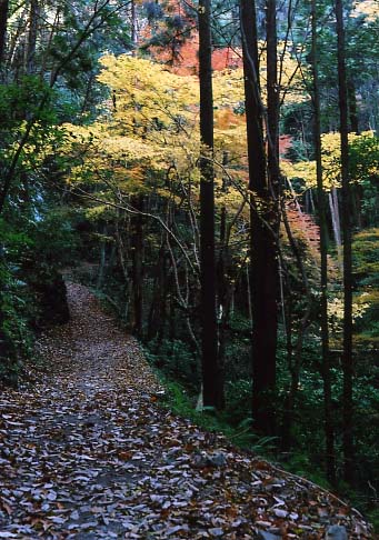 6.もみじ谷（東海自然歩道）の画像