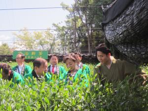 茶摘みの様子