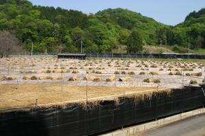 本ずにより覆われた茶園